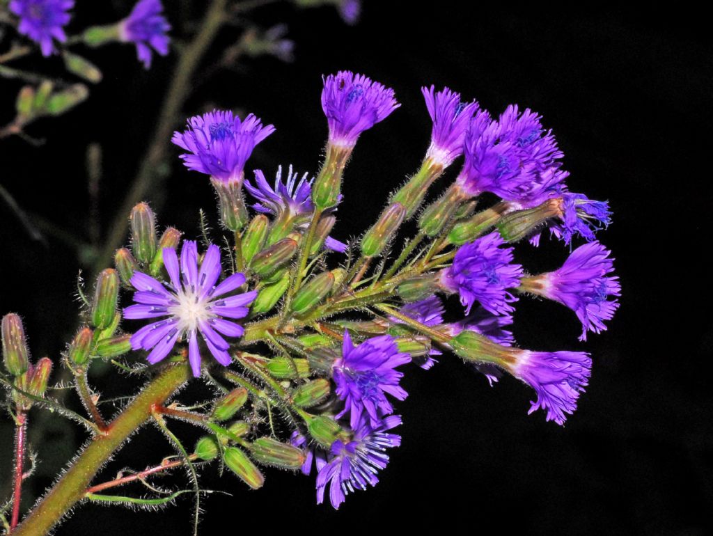 C'' una pianta nel bosco ,,,Cicerbita alpina